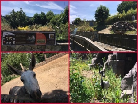 067 Withdrawal(bear, lioness) and extroverted animals at “Vigo Zoo"